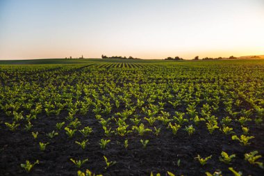 Altın günbatımı gökyüzünün altında verimli tarım arazilerinde yetişen şeker pancarı bitkileri. Kırsal kesimde tarım, sağlıklı tarım ve gıda üretimi kavramı.