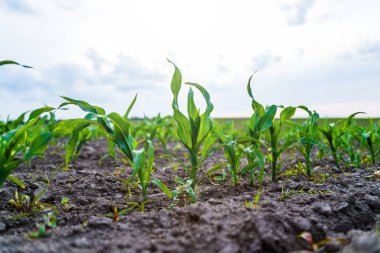 Tarlada yetişen taze yeşil mısır filizleri. Yakın çekim perspektifi verimli topraklarda, bulutlu yaz gökyüzünün altında sağlıklı genç bitkileri gösteriyor..