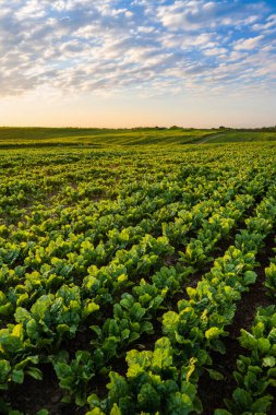 Geniş şeker pancarı plantasyonu parlak bulutlu gökyüzünün altında ufka kadar uzanıyor..