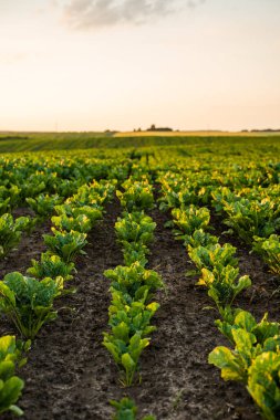 Akşam güneşiyle aydınlanan verimli topraklarda yetişen tarımsal şeker pancarı sıraları.