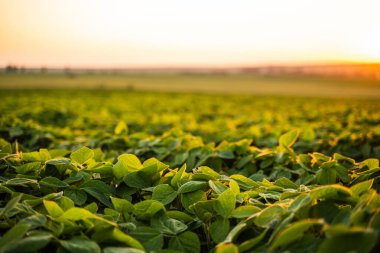 Tarlada yetişen yemyeşil soya yaprakları akşam güneşiyle aydınlanıyor..