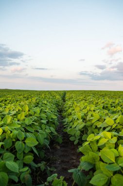 Gün batımında tarımda sıra sıra dizilmiş yeşil fasulye bitkileri..
