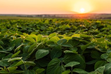 Gün batımında sıcak güneş ışığıyla parlayan canlı soya fasulyesi tarlası..