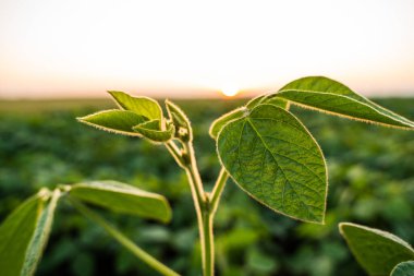 Yeşil soya yaprakları gün batımında sıcak altın güneş ışığıyla aydınlatılıyor..