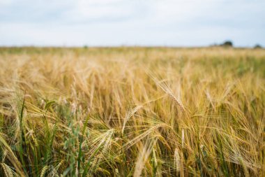 Yaz rüzgârında savrulan altın buğday ve arpa tarlaları. Bulutlu gökyüzünün altında. Tarım arazilerinde yetişen olgun tahıllar..