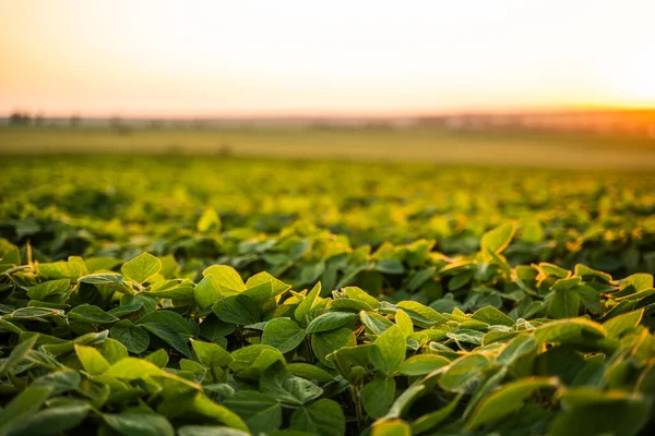 Tarlada yetişen yemyeşil soya yaprakları akşam güneşiyle aydınlanıyor..