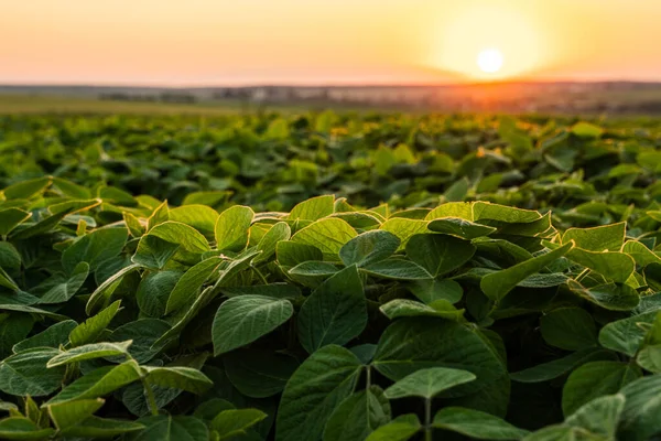 Gün batımında sıcak güneş ışığıyla parlayan canlı soya fasulyesi tarlası..