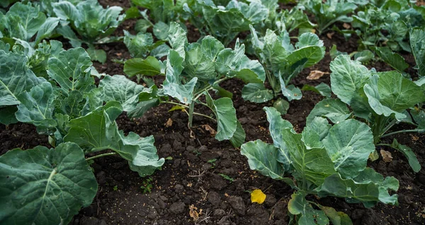 Yeşil yapraklı taze lahana bitkileri kırsal kesimde tarım toprağında yetişiyor..