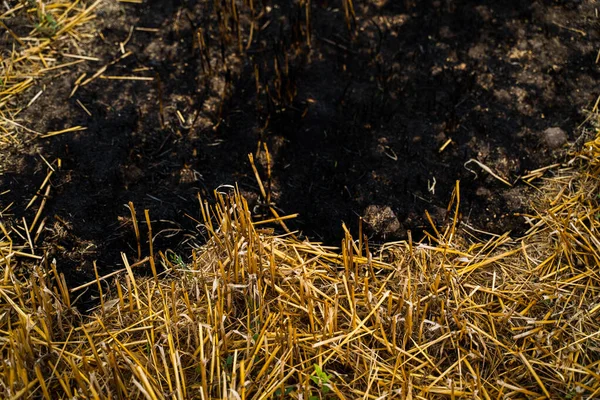 Tarım ve çevresel etkiyi temsil eden, ekin hasadından sonra kuru altın saman ve kara toprakla yanmış sakal tarlasını kapatın..