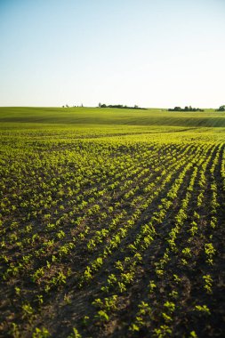 Geniş tarım tarlaları ve verimli topraklarda yetişen genç soya tohumları. Çiftçilik, kırsal alan, ekin ekimi ve organik tarım kavramı.