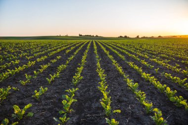 Taze şeker pancarı filizleri mükemmel hizalanmış sıra sıra büyür Karanlık verimli toprak üzerinde altın saat, erken ekin gelişimi ve temiz tarım arazi yönetimi gösteren sakin bir akşam gökyüzü altında.