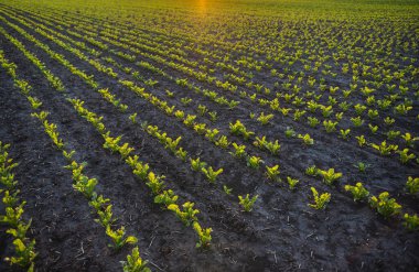 Parlak yeşil şeker pancarı filizleri, gün batımında verimli, düzenli bir sıra halinde sürülür. Sıcak arka plan ışıkları açık tarım arazisi boyunca yapılandırılmış plantasyon modellerini vurgular.
