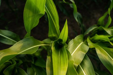 Sıcak bir yaz akşamında güneşin yaprakların üzerinde parladığı canlı yeşil mısır bitkilerine yakın çekim, tarım, tarım, tarım ve organik gıda üretimi.
