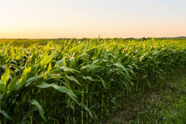 Gün batımında tarım arazilerinde yetişen yeşil mısır bitkileri. Altın güneş ışığıyla aydınlatılan tarım alanı büyümeyi, hasatı ve doğal tarım ortamını sembolize ediyor..