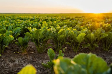 Gün batımında pancar sıralarının yakın görüntüsü. Sıcak akşam ışığı altında toprakta yetişen sağlıklı yeşil bitkiler çiftçiliği, doğal büyümeyi ve organik yetiştirmeyi sembolize ediyor..