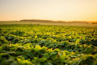 Tarım soya tarlası sıcak günbatımı ışığı altında. Yeşillik bitkilerle dolu kırsal arazi organik ekimi, büyümeyi, beslenmeyi ve sürdürülebilir tarım uygulamasını sembolize ediyor..