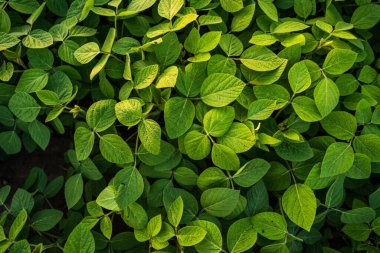 Tarım arazilerinde yaprakları olan yeşil fasulye bitkileri. Organik tarım, beslenme, büyüme ve kırsal tarım ortamını temsil eden tarımsal tarım ürünlerine yakın çekim.