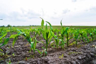 Topraktan çıkan taze mısır filizleri kırsal alanda yetişiyor. Tarım, eko tarımı, ekin büyümesi, gıda üretimi ve sürdürülebilirlik sembolü.