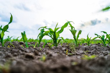 Tarım arazisindeki verimli topraklardan büyüyen mısır fidelerine yakından bakın. Çiftçilik, tarım, eko tarım, sürdürülebilirlik ve gıda ekinleri kavramı.