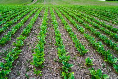 Topraktan çıkan şeker pancarı filizleriyle dolu geniş bir alan. Çiftçilik, tarım, tarım, sürdürülebilirlik ve gıda üretimi kavramı.