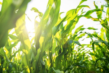 Mısır tarlasında güneş ışığıyla parlayan yeşil mısır bitkileri. Eko tarım, tarım, mahsul üretimi, doğa ve kırsal tarım kavramı.