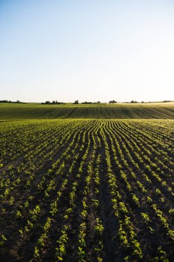 Geniş tarım tarlaları ve verimli topraklarda yetişen genç soya tohumları. Çiftçilik, kırsal alan, ekin ekimi ve organik tarım kavramı.