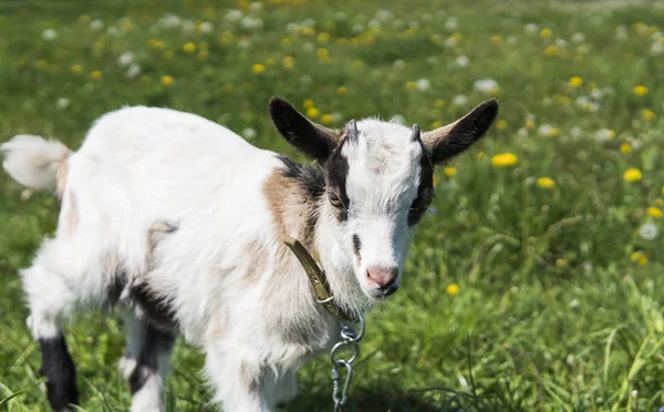 Fermer Bebe Chevre Noir Et Blanc Sur Une Chaine Contre Des Fleurs D Herbe Qui Se Fermer Bebe Chevre Noir Et Blanc Sur Une Chaine Contre Des Fleurs D Herbe Qui Se