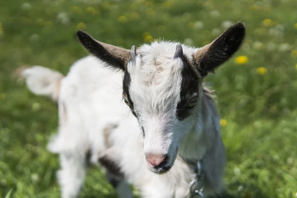 Fermer Bebe Chevre Noir Et Blanc Sur Une Chaine Contre Des Fleurs D Herbe Qui Se Construisent Sur Un Fond Un Gamin Blanc Ridicule Est Broute Dans Une Ferme Sur Une Herbe Verte Fermer Bebe Chevre Noir Et Blanc Sur Une Chaine Contre Des Fleurs D Herbe Qui Se Construisent Sur Un Fond Un Gamin Blanc Ridicule Est Broute Dans Une Ferme Sur Une Herbe Verte