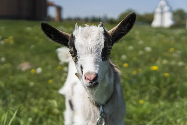 Fermer Bebe Chevre Noir Et Blanc Sur Une Chaine Contre Des Fleurs D Herbe Qui Se Fermer Bebe Chevre Noir Et Blanc Sur Une Chaine Contre Des Fleurs D Herbe Qui Se