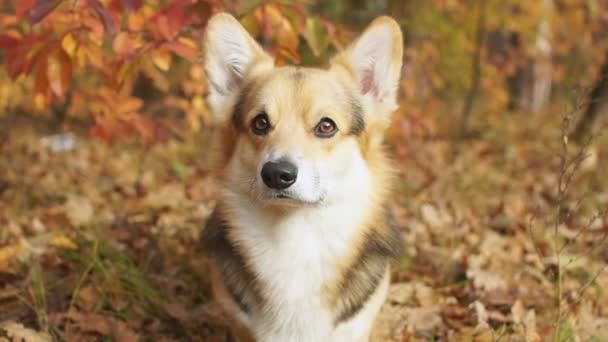 Egy Séta Gyönyörű Őszi Erdőben Welsh Corgi Pembroke Kutyafajta — Stock videók