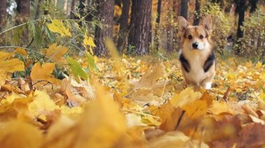 Güzel bir sonbahar ormanda bir yürüyüşe köpek doğurmak Galce Corgi Pembroke.