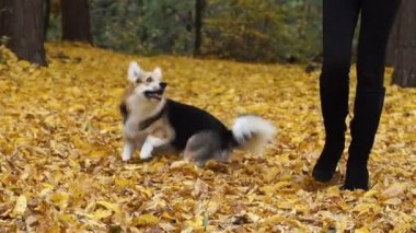 Galce Corgi Pembroke 