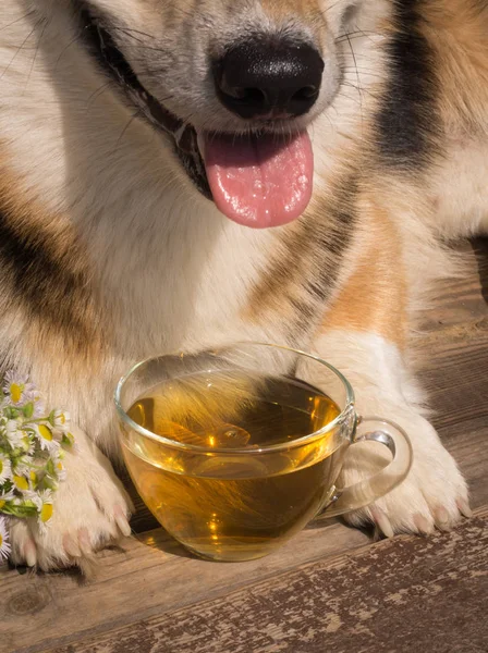 Hora Chá Dog Welsh Corgi Pembroke Com Uma Xícara Chá — Fotografia de Stock