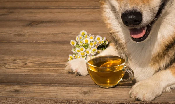 Hora Chá Dog Welsh Corgi Pembroke Com Uma Xícara Chá — Fotografia de Stock