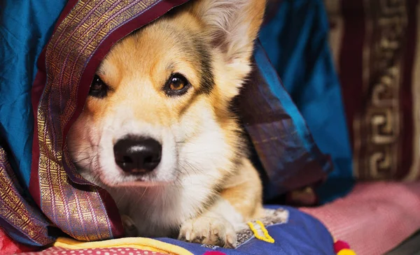 Dog Welsh Corgi Pembroke Fundo Tecido Bonito Colorido Motivos Orientais — Fotografia de Stock