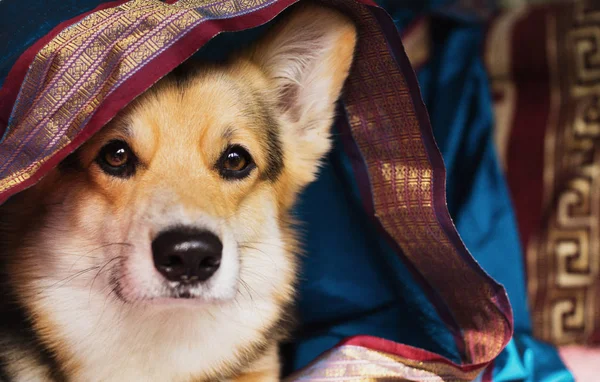 Dog Welsh Corgi Pembroke Fundo Tecido Bonito Colorido Motivos Orientais — Fotografia de Stock