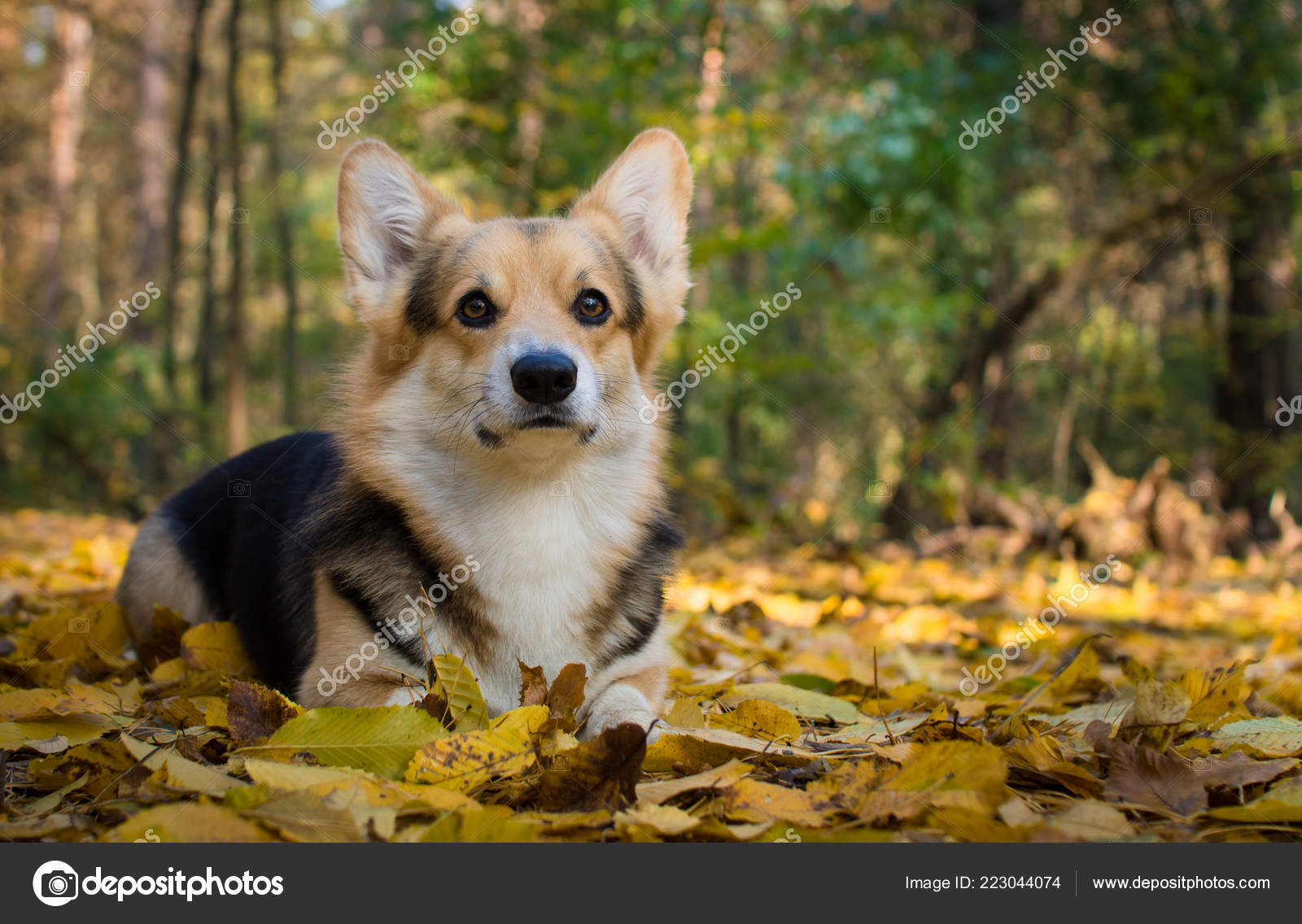 Joyeux Automne Chien Race Welsh Corgi Pembroke Sur Une