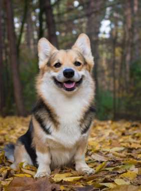 Mutlu sonbahar! Güzel bir sonbahar ormanda bir yürüyüşe köpek doğurmak Galce Corgi Pembroke.
