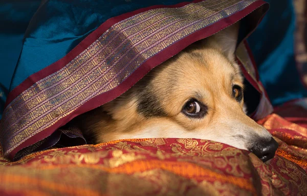 Dog Welsh Corgi Pembroke Fundo Tecido Bonito Colorido Motivos Orientais — Fotografia de Stock