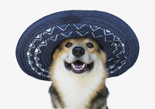 A dog in an elegant blue hat with a flower.