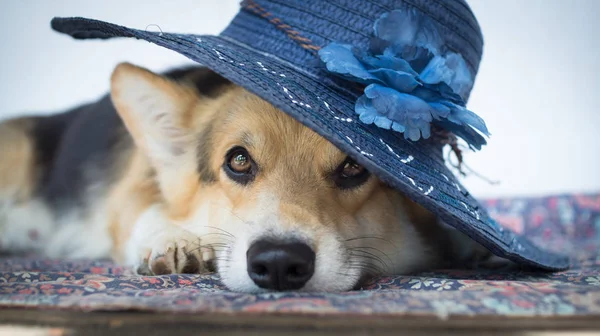 A dog in an elegant blue hat with a flower.