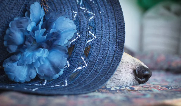 A dog in an elegant blue hat with a flower.