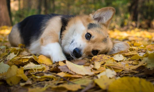 Feliz Otoño Cría Perros Galés Corgi Pembroke Paseo Hermoso Bosque —  Fotos de Stock