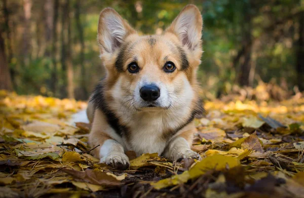 幸せな秋 美しい秋の森での散歩に犬ウェルシュ コーギー ペンブローク — ストック写真