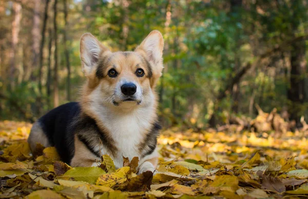 Восени Щасливі Собака Породи Валлійська Корги Pembroke Прогулянку Красиві Осінній — стокове фото