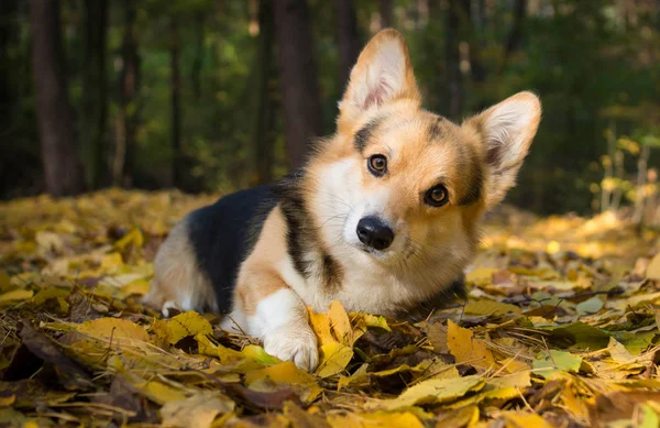 Froher Herbst Hunderasse Walisischer Corgi Pembroke Auf Einem Spaziergang Einem — Stockfoto