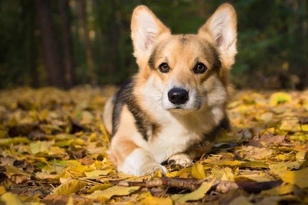 Feliz Otoño Cría Perros Galés Corgi Pembroke Paseo Hermoso Bosque —  Fotos de Stock