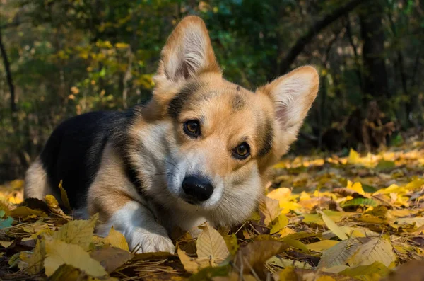幸せな秋 美しい秋の森での散歩に犬ウェルシュ コーギー ペンブローク — ストック写真