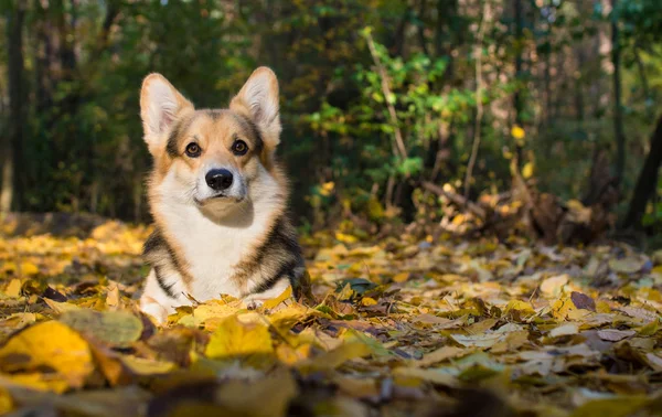 Egy Séta Gyönyörű Őszi Erdőben Welsh Corgi Pembroke Kutyafajta Stock Kép