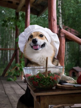 Köpek Galce Corgi Pembroke İtalyan yemeği, salata, domates, roka, ceviz ve zeytin yağı hazırlanan bir hayranı olduğunu.